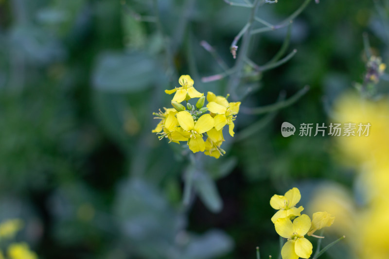 杭州萧山城市旁盛开的油菜花田