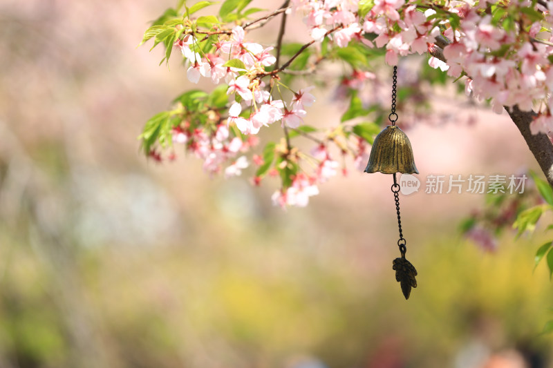 樱花盛开树枝上挂着铜铃的景象