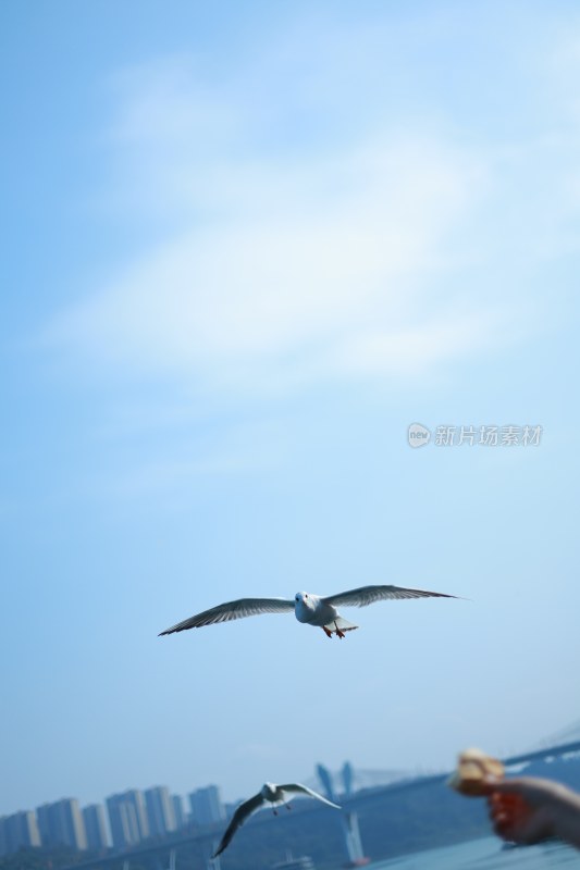 飞翔的海鸥场景