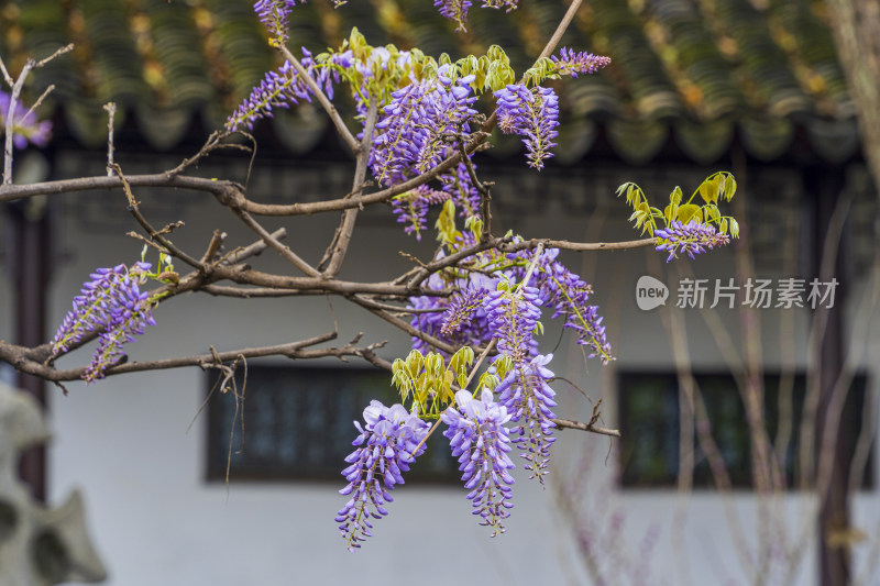 春天，苏州园林狮子林，紫藤花开