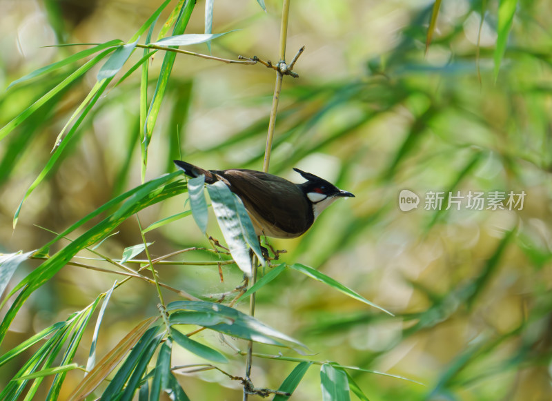 红耳鹎在树枝上栖息