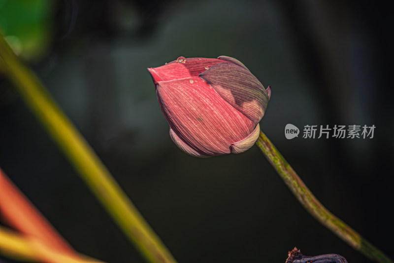 秋天池塘里的荷花