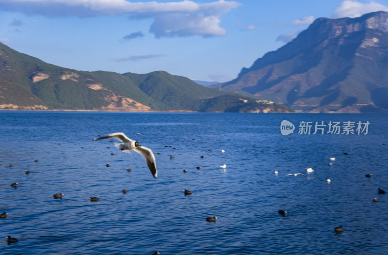 云南丽江泸沽湖山湖风光与海鸥水鸟野生动物