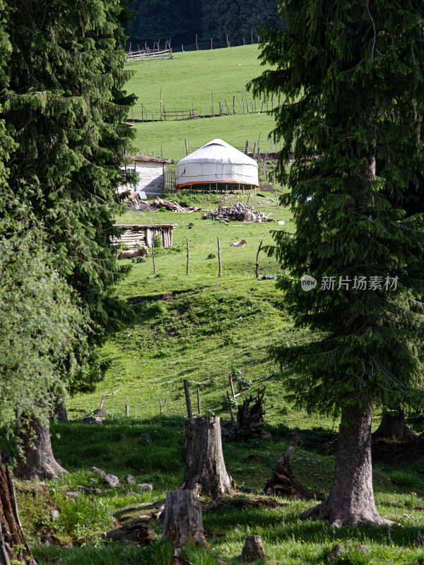 新疆伊犁，一片绿色草原森林里的毡房