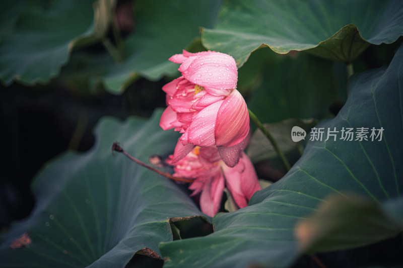 夏天雨后的荷花挂满水珠