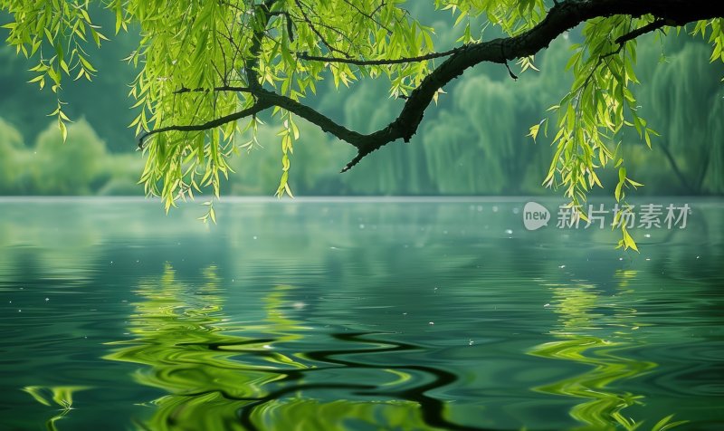 湖面垂柳柳枝水面倒影宁静唯美背景