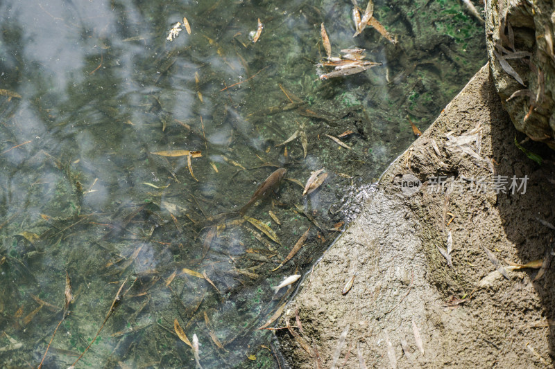 池塘中的小鱼鲤鱼草鱼水下水底