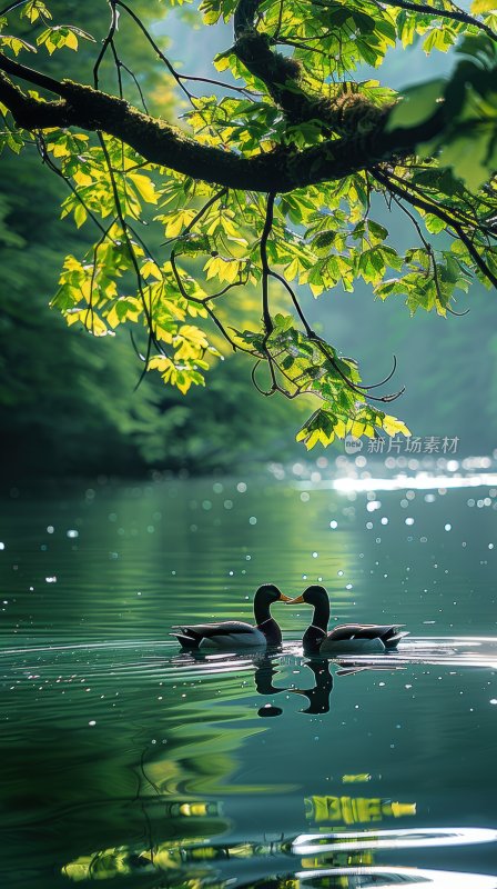 湖边鸭子春江水暖宁静悠闲湖泊背景