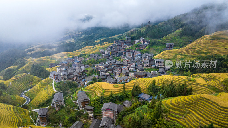 广西桂林龙脊梯田秋收稻田航拍风景