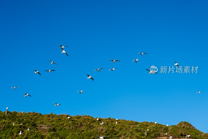 蓝天中飞翔的群鸟与植被