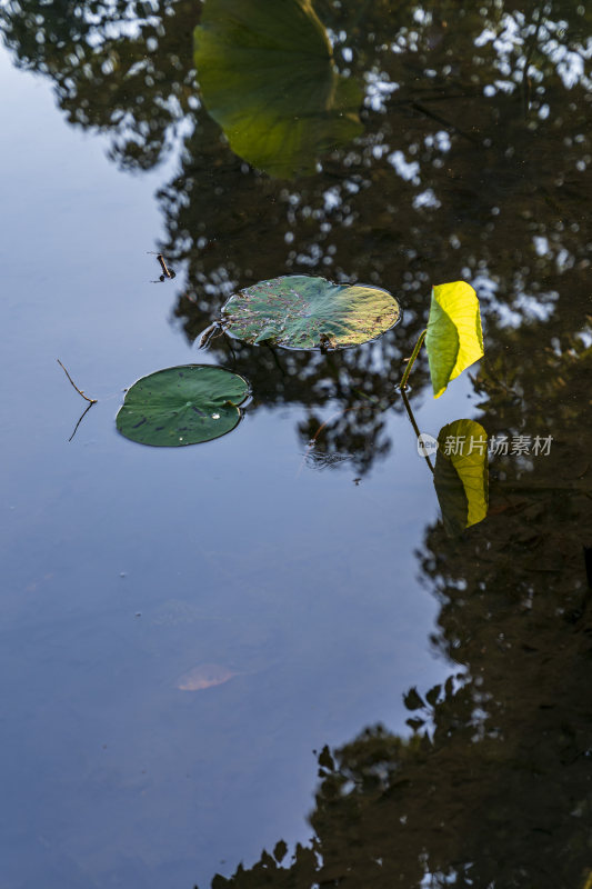 杭州西湖风景区曲院风荷荷花风景