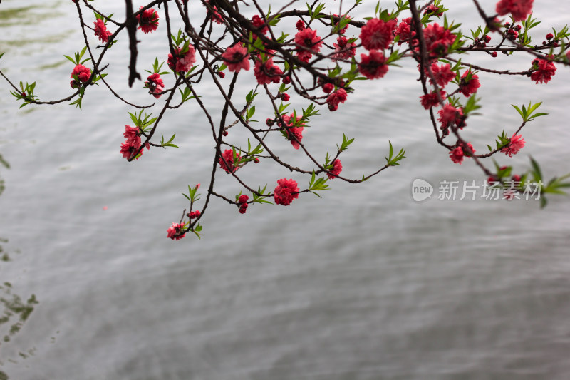 杭州西湖曲院风荷盛开的艳丽桃花特写