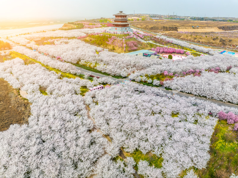 春季白天河南省郑州荥阳丰乐樱花园航拍风光