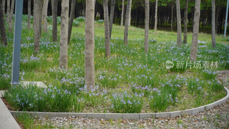 植物素材——马兰花