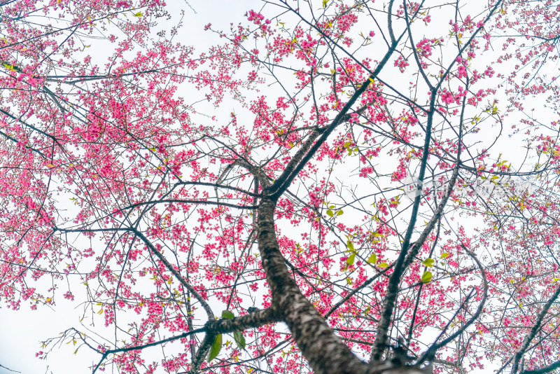 桃花樱花油菜花