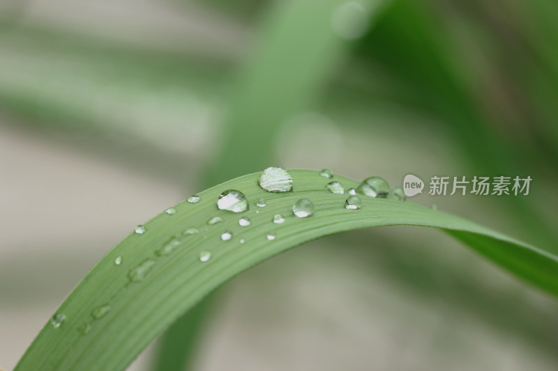 绿色叶片上的水珠水滴素材背景