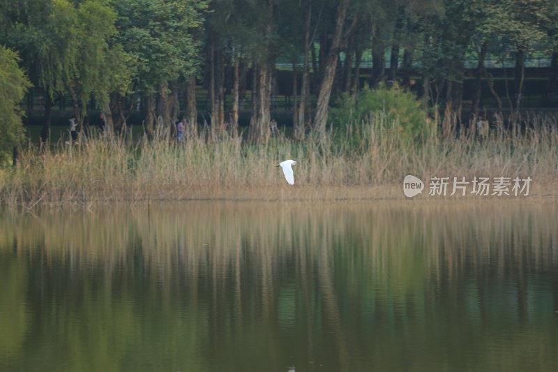 湖畔芦苇旁飞翔的白鹭