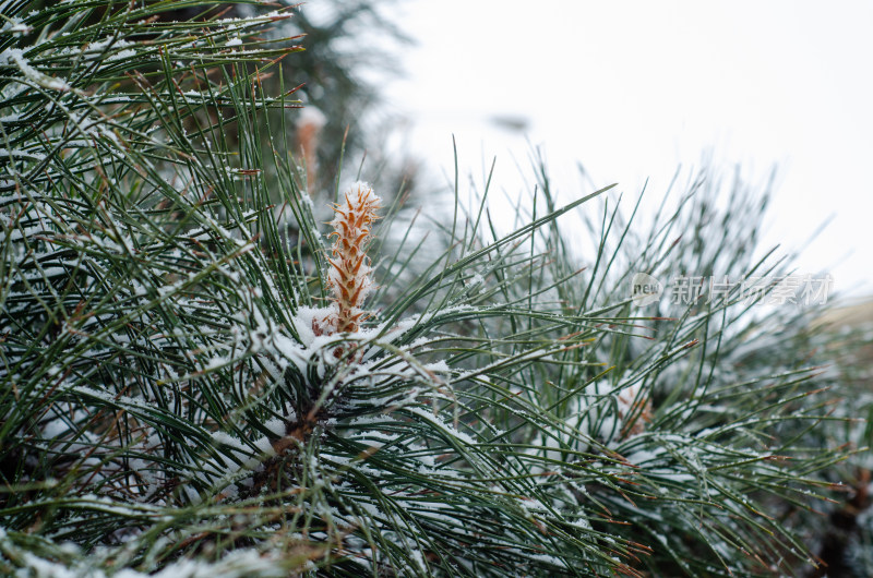 冬天雪后的松树