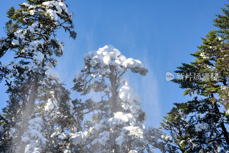 四川甘孜海螺沟冬季森林植被的雪景