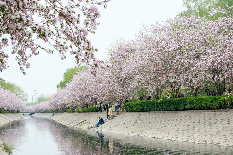 北京元大都春天的海棠花溪