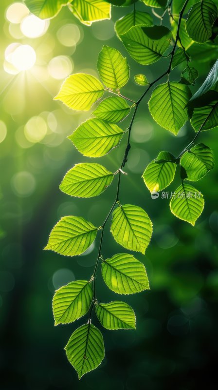 雨后阳光植物绿叶逆光树叶自然背景