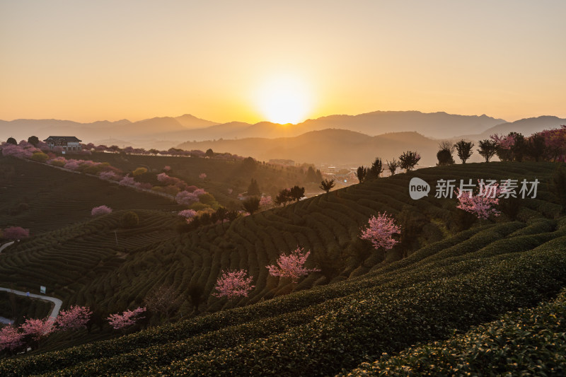 龙岩永福台品樱花茶园