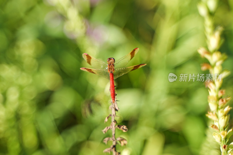 蜻蜓在花草上休息