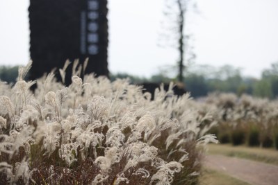 良渚古城遗址公园池中寺粮仓的芦苇荡