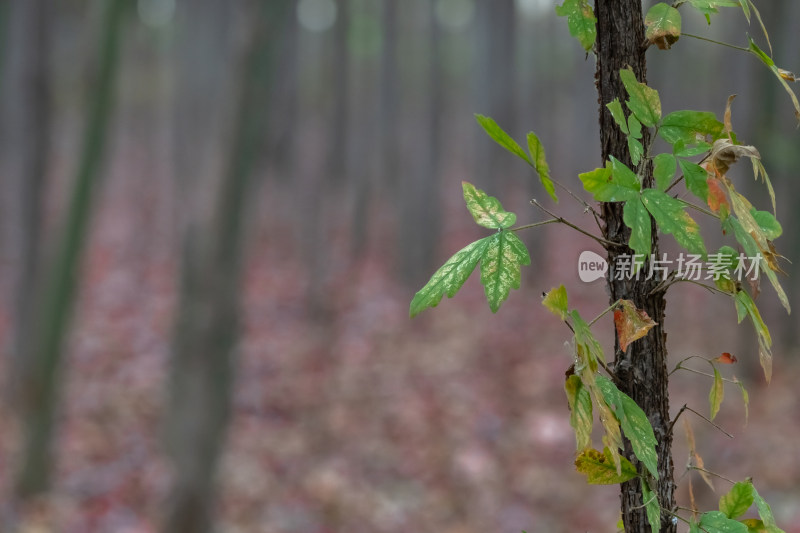 秋天树林树叶自然风景背景