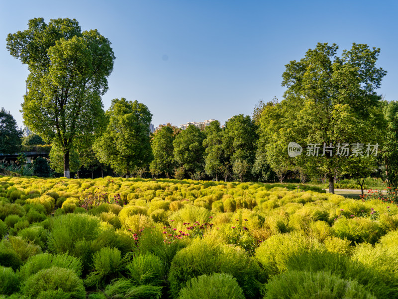 地肤草景色