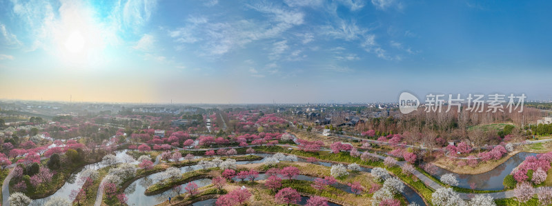 花开海上梅花节