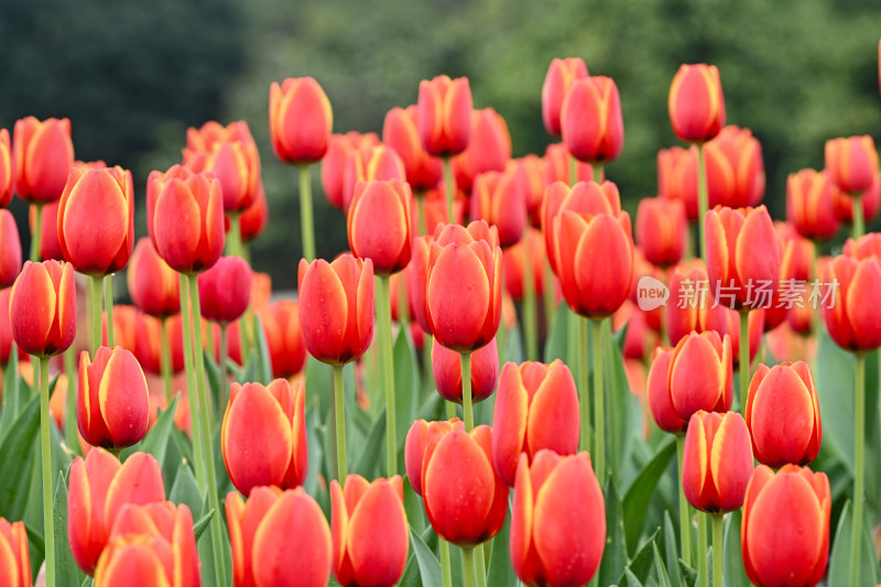 郁金香花海