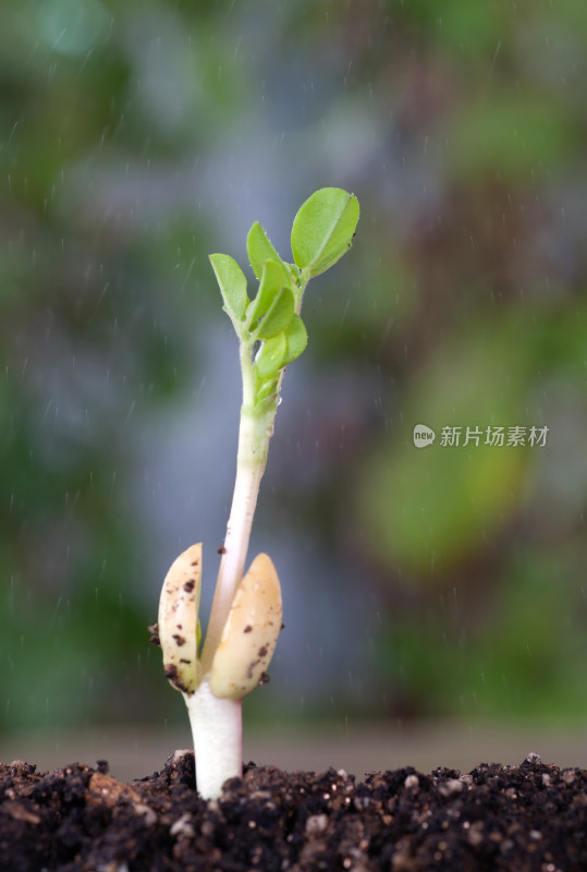 春天生长的嫩芽