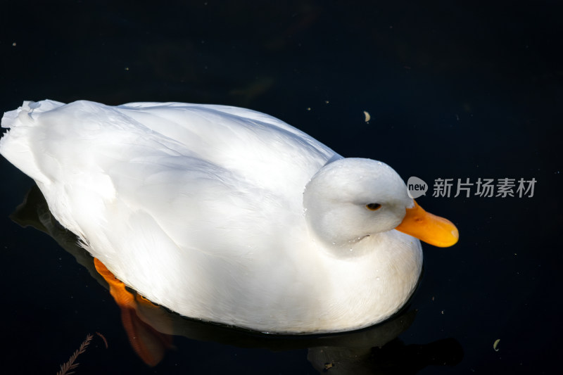 水面大白鸭