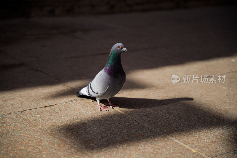 地上单只鸽子特写镜头