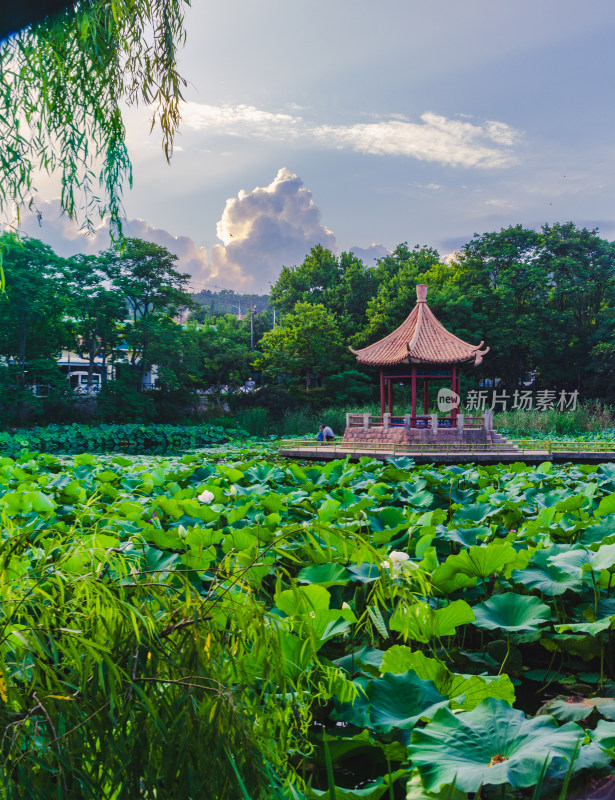 青岛中山公园的小西湖夏季夕阳风景