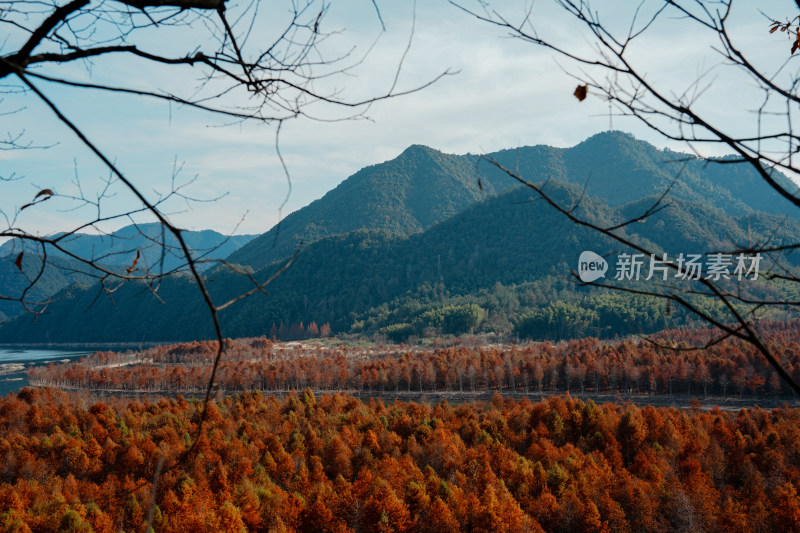 山林间色彩斑斓的红杉林秋景