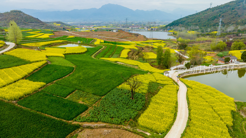 汉中油菜花海