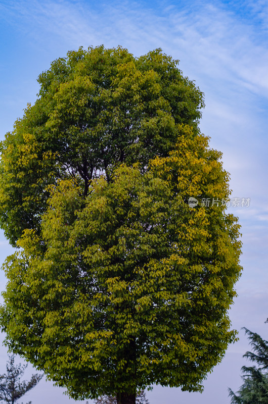 洛阳白马寺的一棵大树