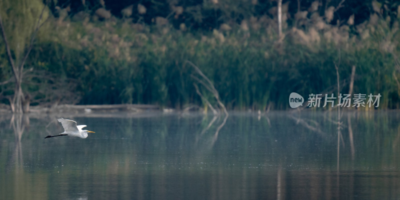 中白鹭（Egretta intermedia）