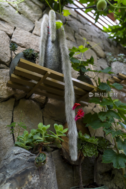 小院墙壁架子上种植的多肉植物