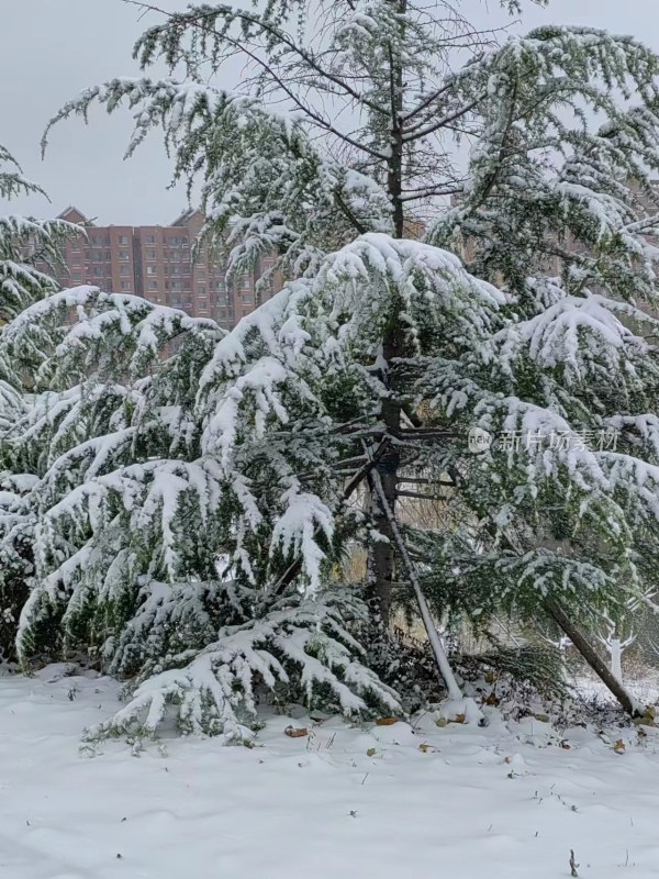 积雪覆盖树木的冬日景象