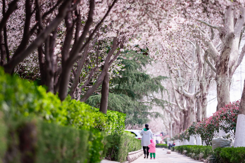 城市道路旁盛开的樱花景观