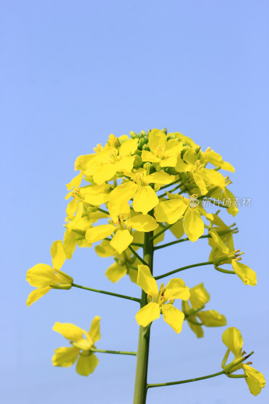 春天金黄的油菜花特写