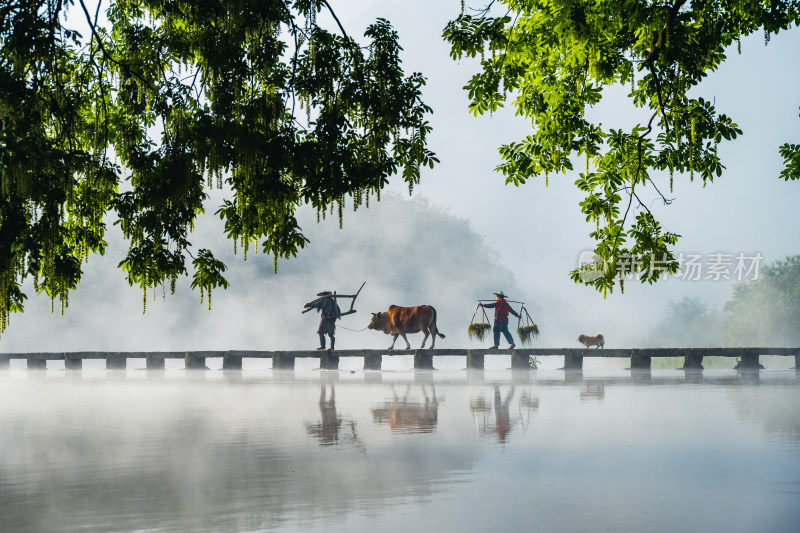 丽水 缙云仙都 鼎峰湖 风景 牵牛 云雾