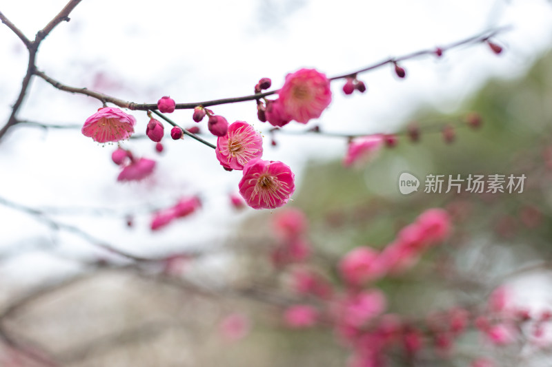 杭州湘湖盛开的粉色梅花