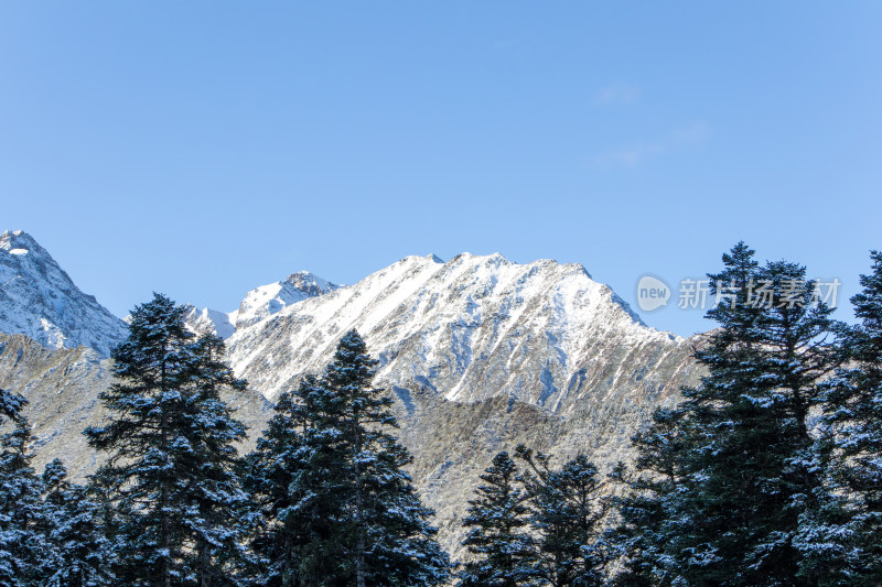 雪山松林的冬日胜景