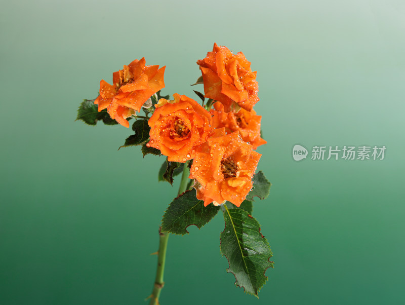 绿色背景上的鲜花玫瑰花