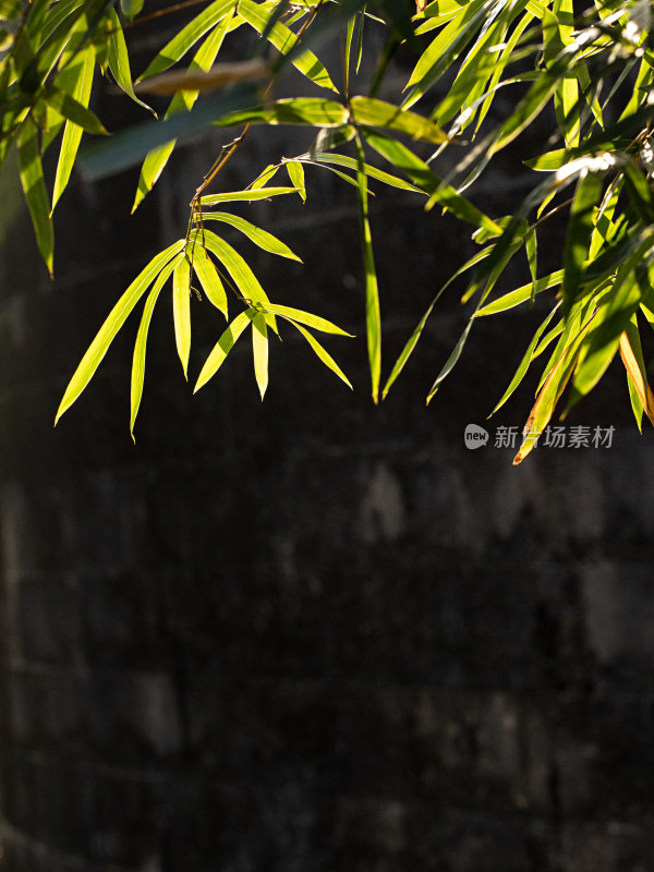 阳光下的竹子竹叶自然风景