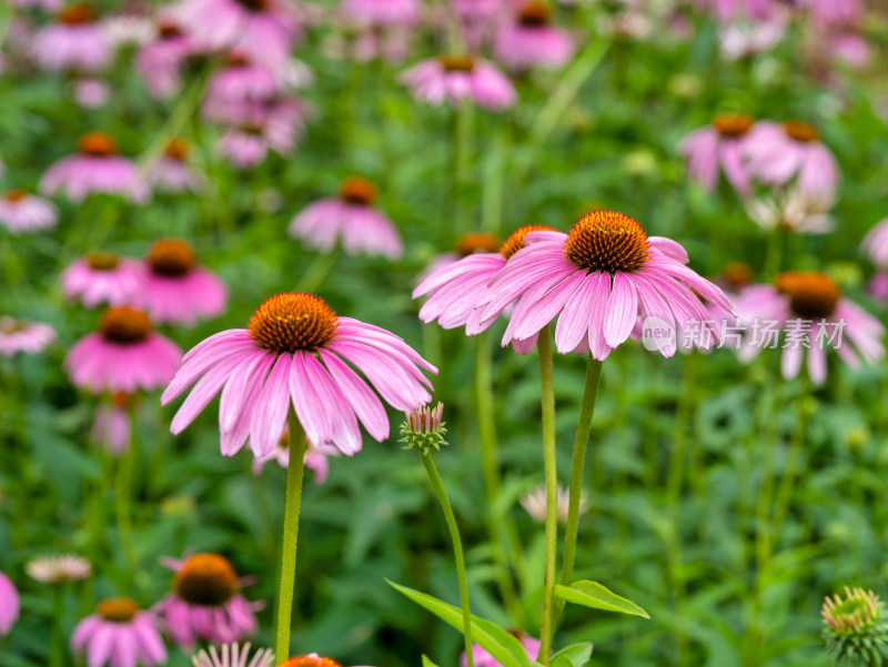 松果菊开花特写